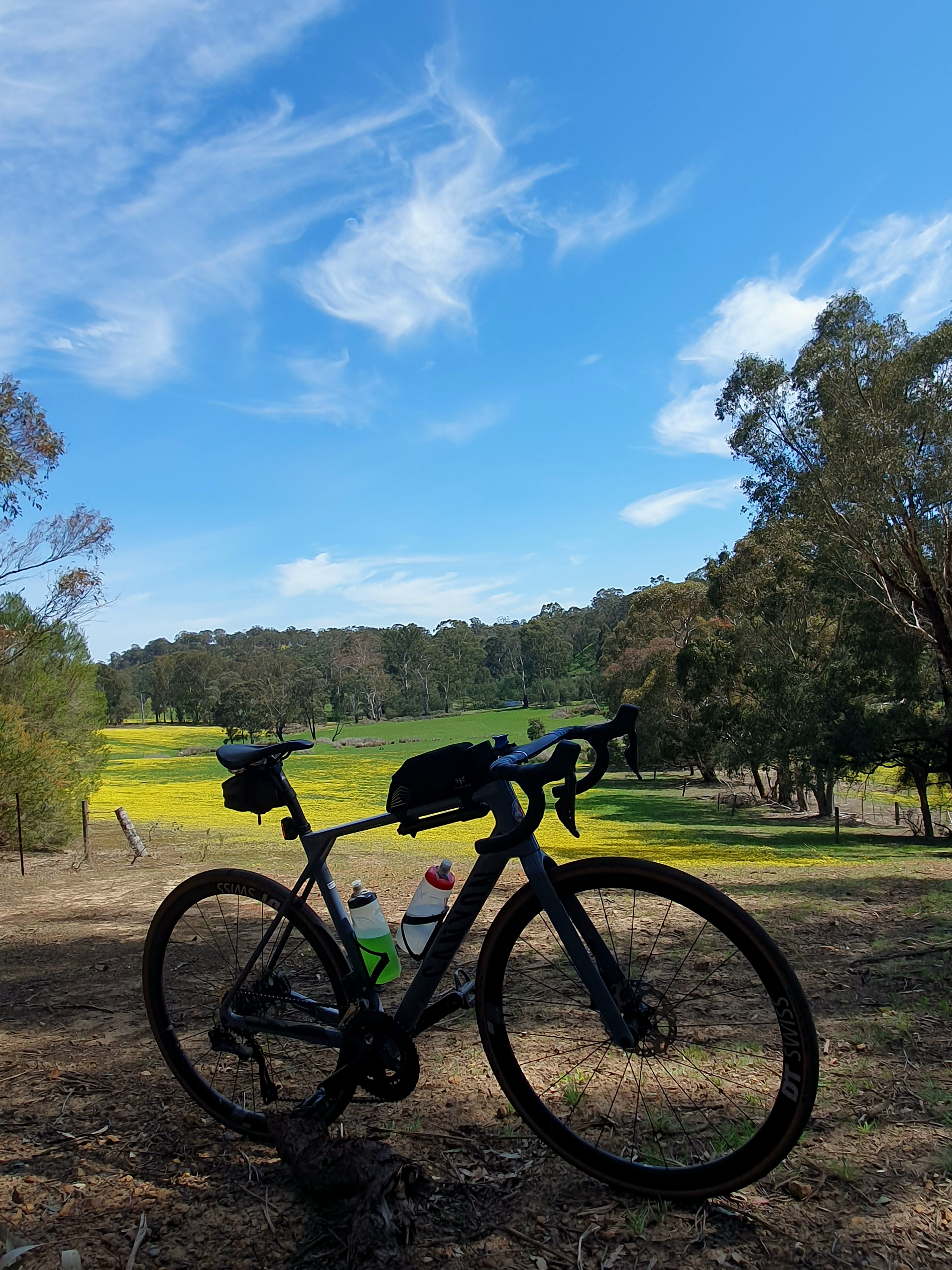 my bike with cape weed flowering in the distance