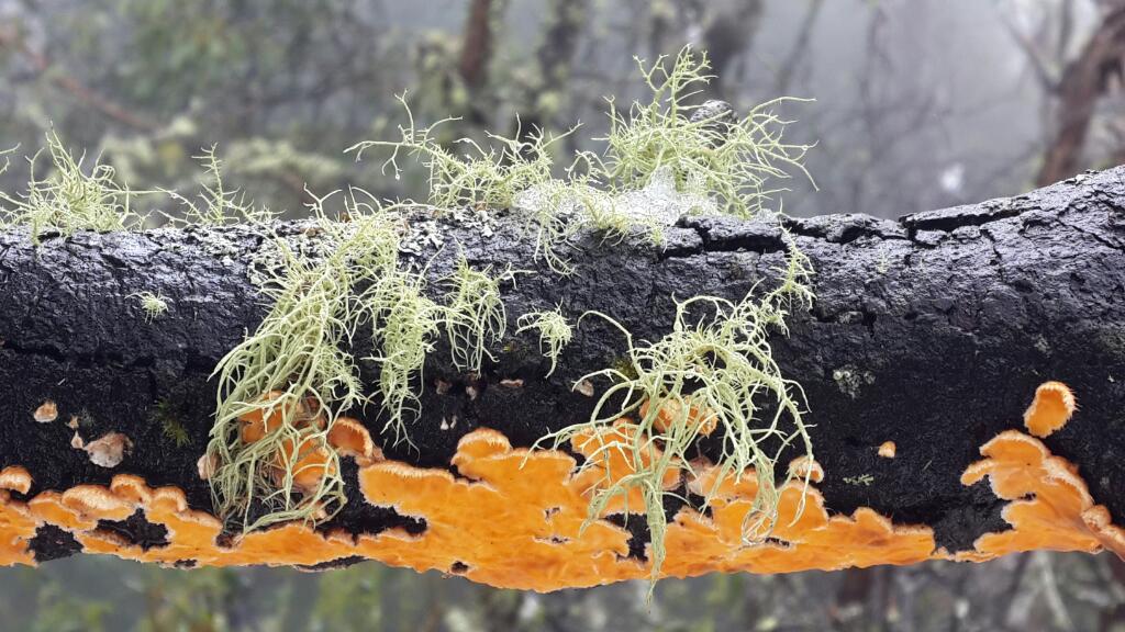 lichen and fungus on tree branch
