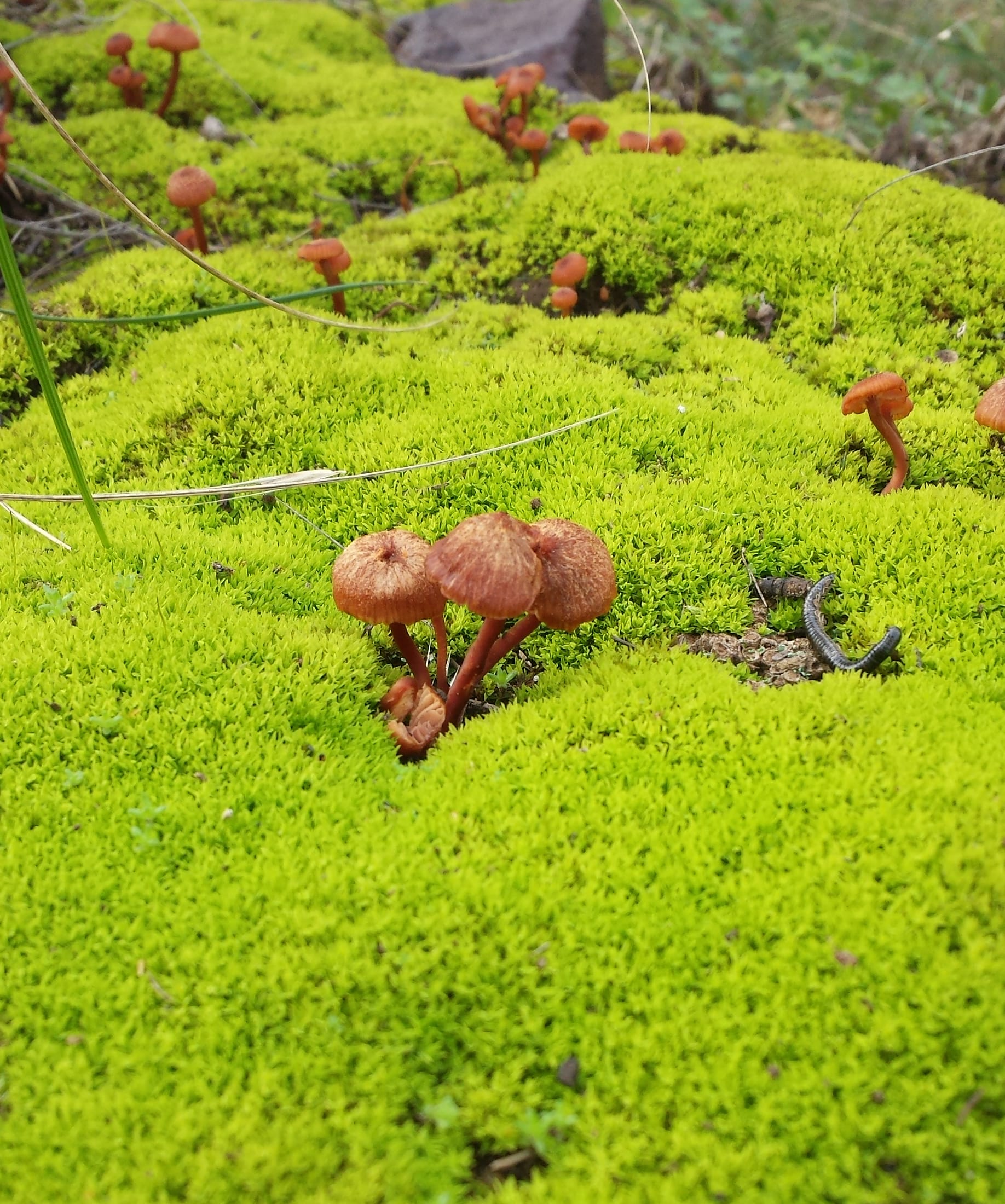 Moss and tiny mushrooms on a local walk