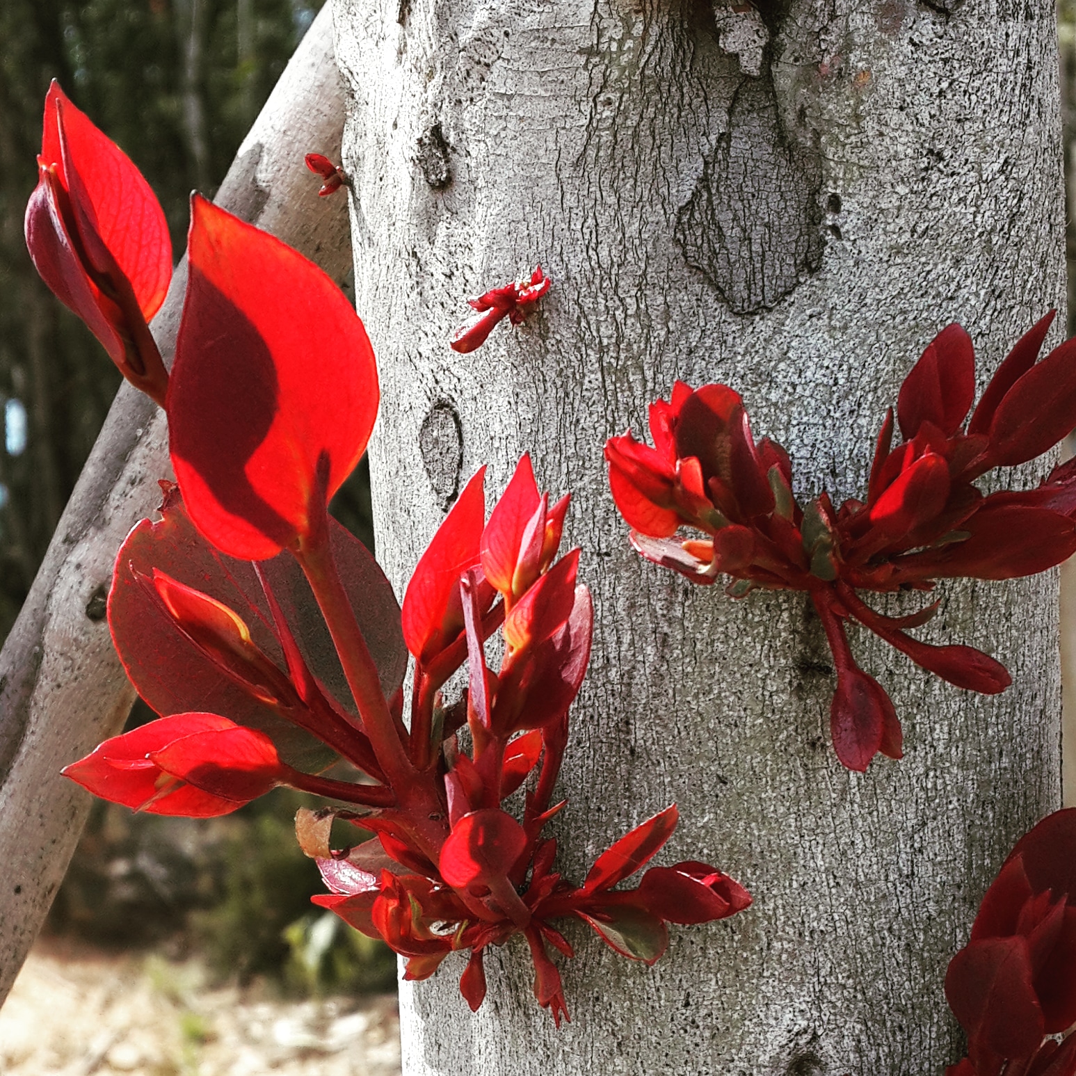 silver bark, red shoots