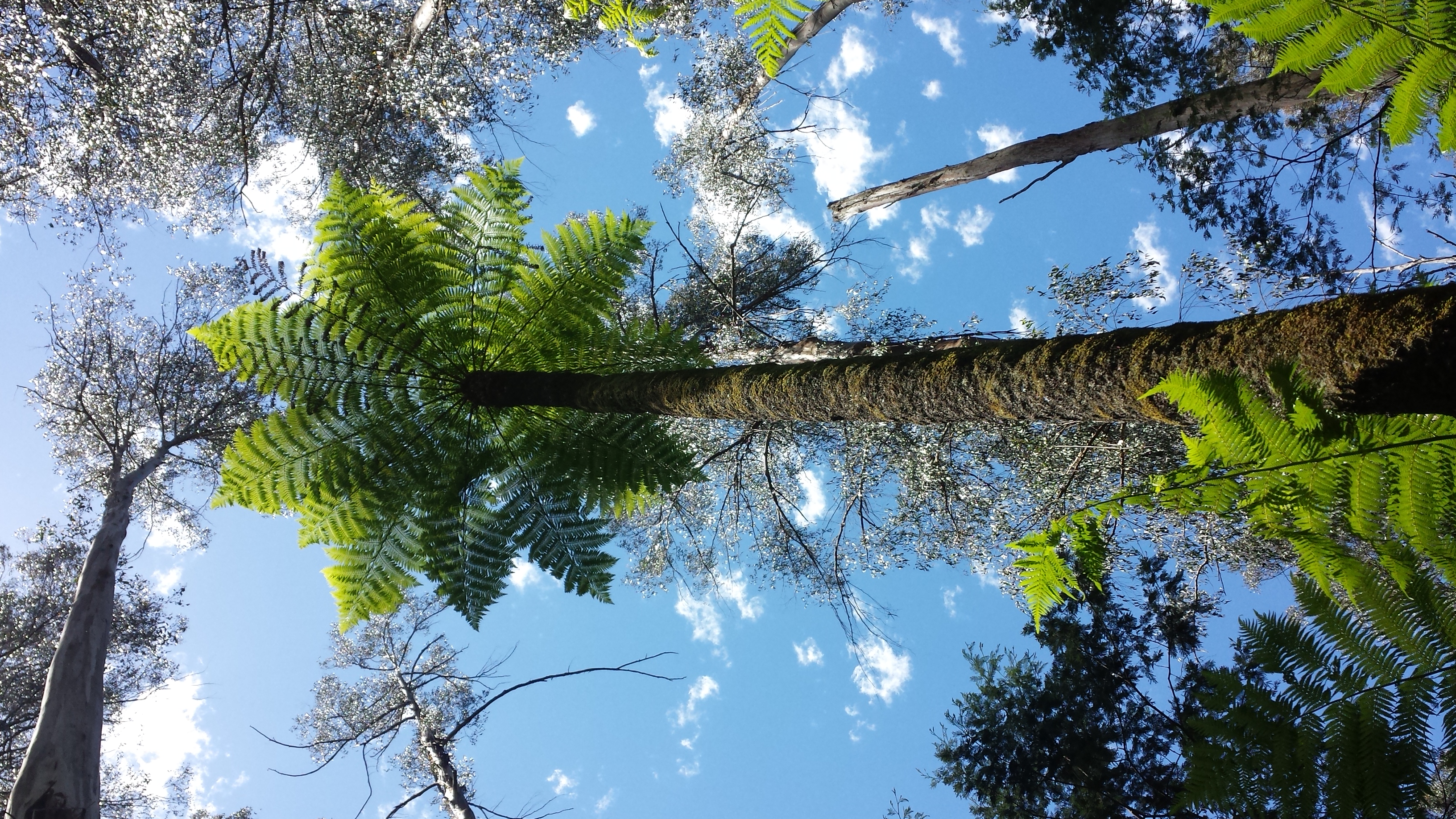 tall tree fern, alpine ash, blue sky and white clouds